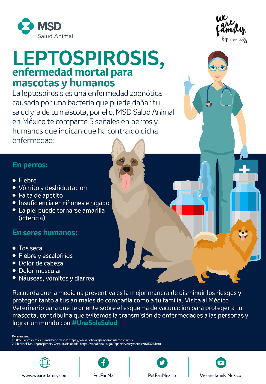 qué tan rápido aparecen los síntomas de la leptospirosis en los perros